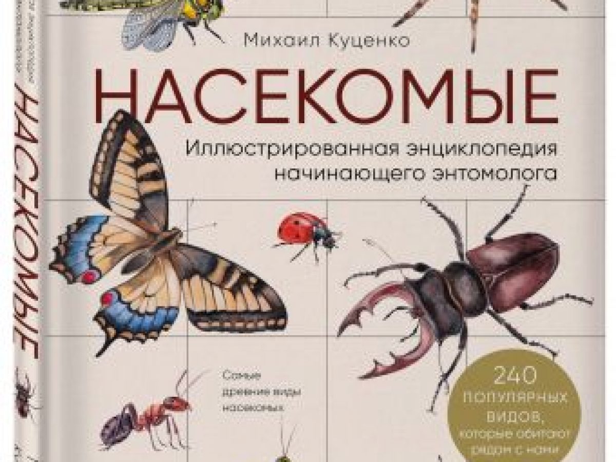 Насекомые. Иллюстрированная энциклопедия начинающего энтомолога. 240  популярных видов, которые обитают рядом с нами • BOOK.LAND • Купить книги с  бюджетной доставкой по России и миру